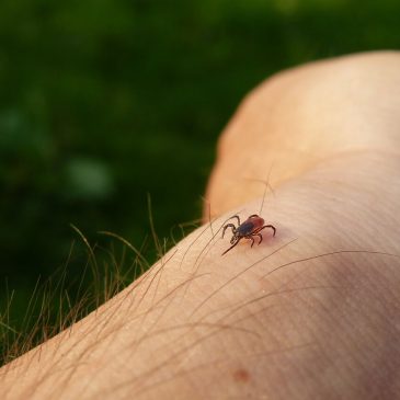Myth Busters: The Best Way to Remove a Tick is With Heat